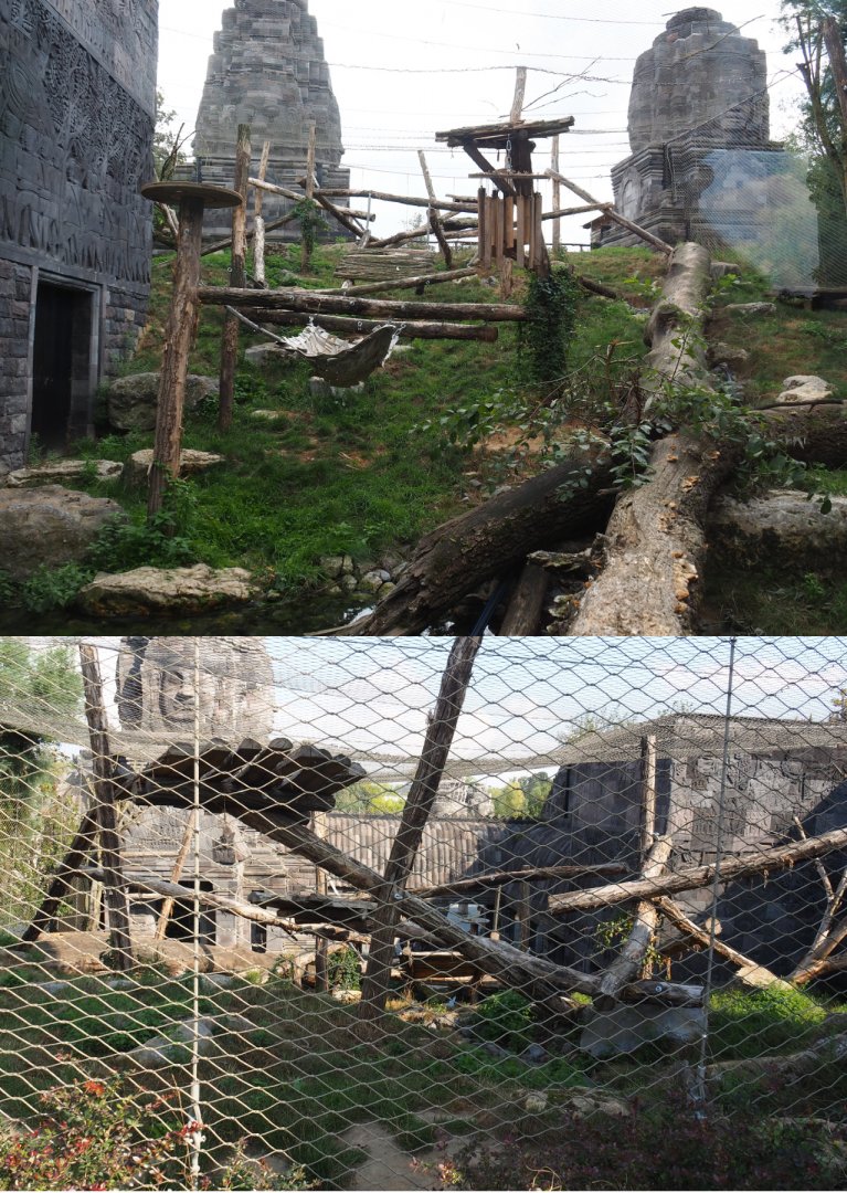 Javan leopard exhibit, 2020-09-02