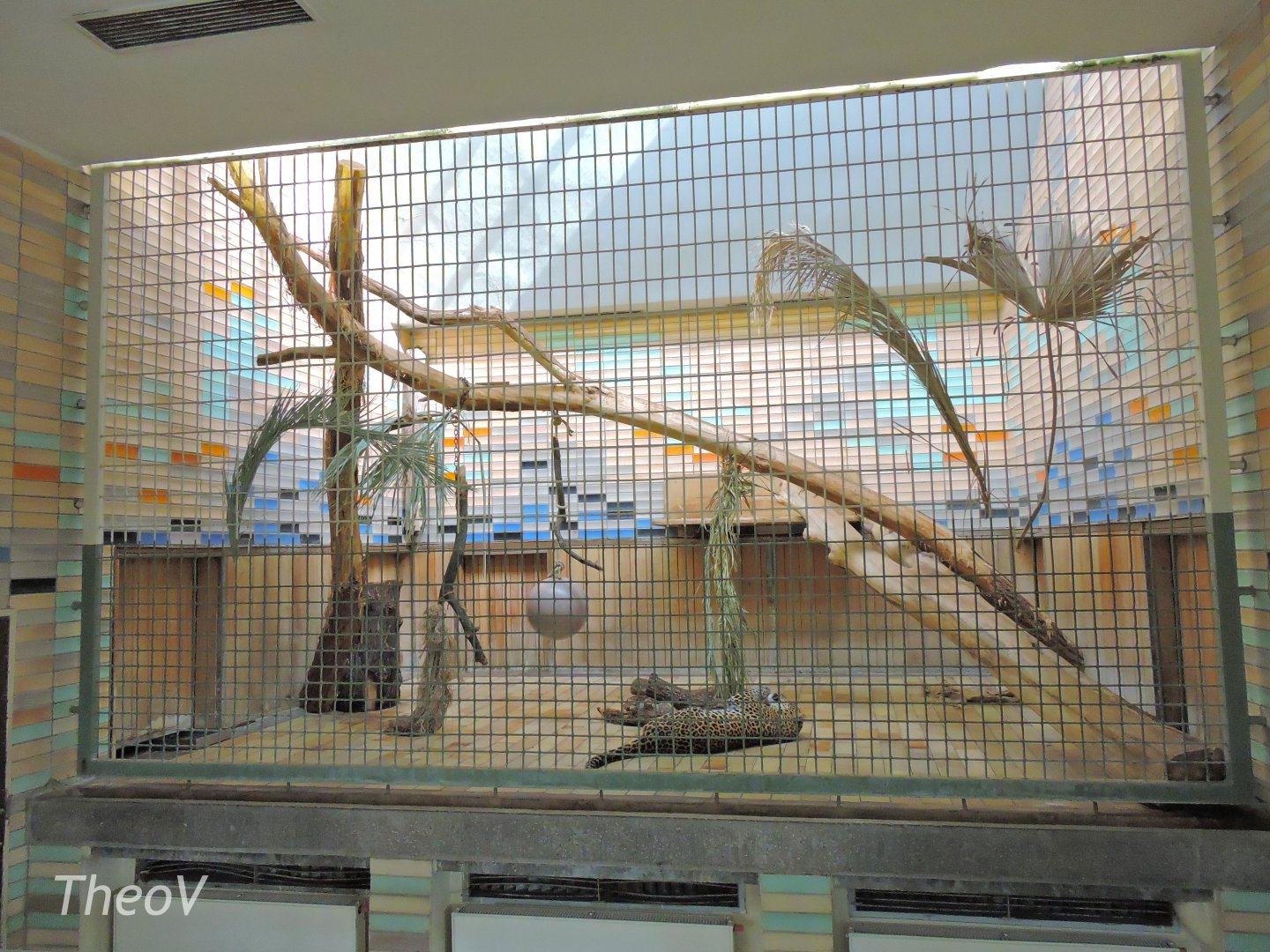 Javan leopard exhibit - Alfred-Brehm-Haus [2017]