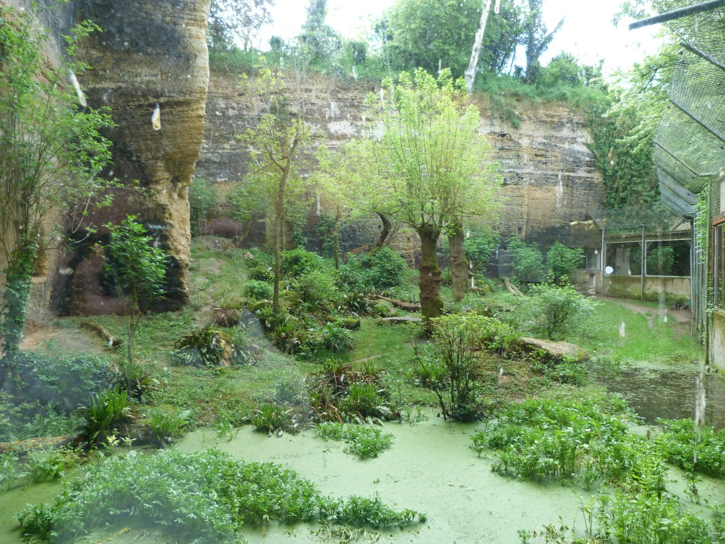 Javan leopard exhibit -Bioparc de Doué la Fontaine (2025)