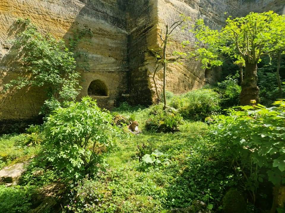 Javan Leopard exhibit, Leopard Canyon