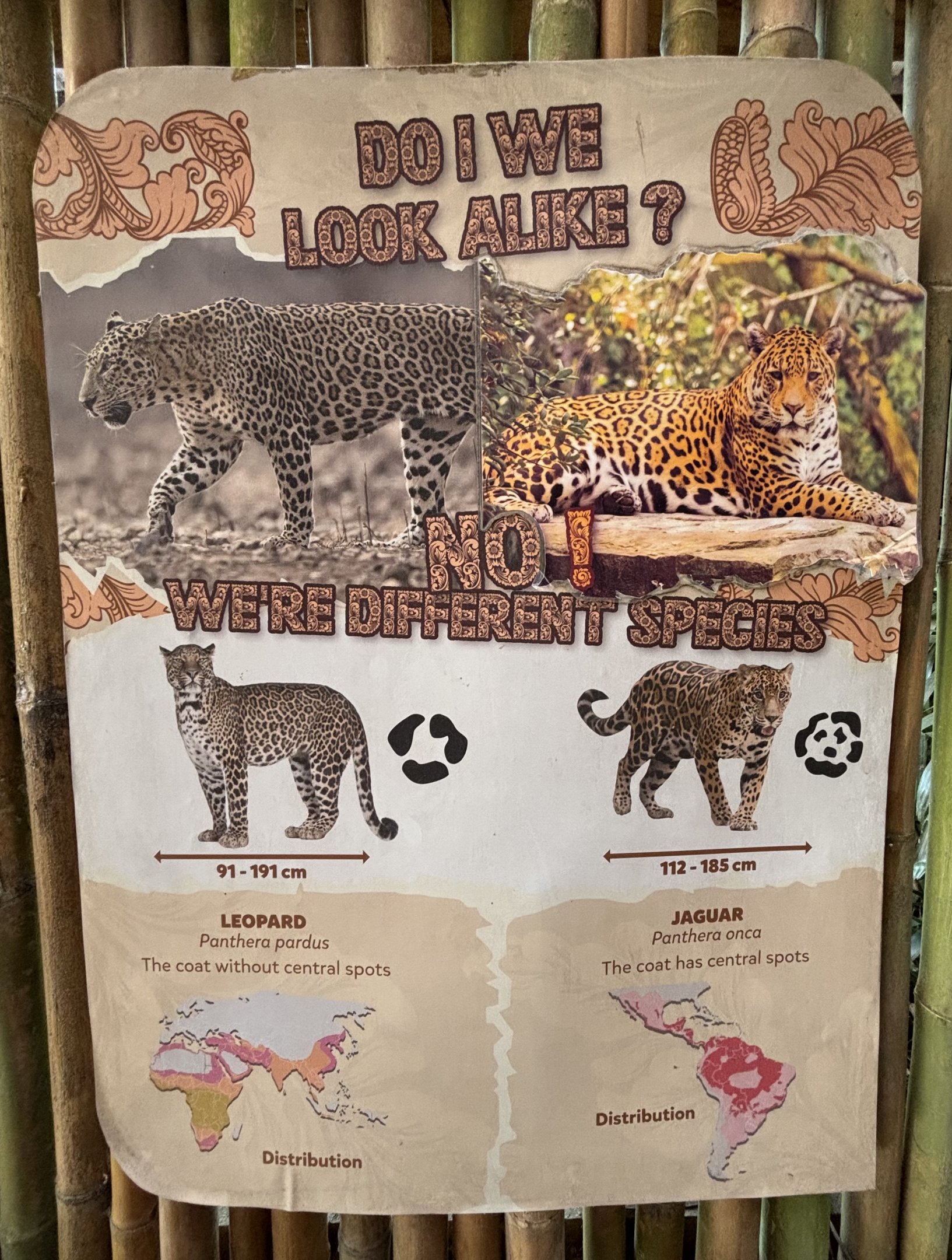 Javan Leopard Exhibit Sign