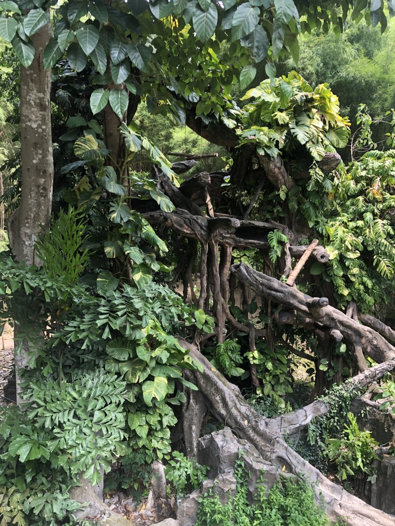 Javan Leopard Exhibit