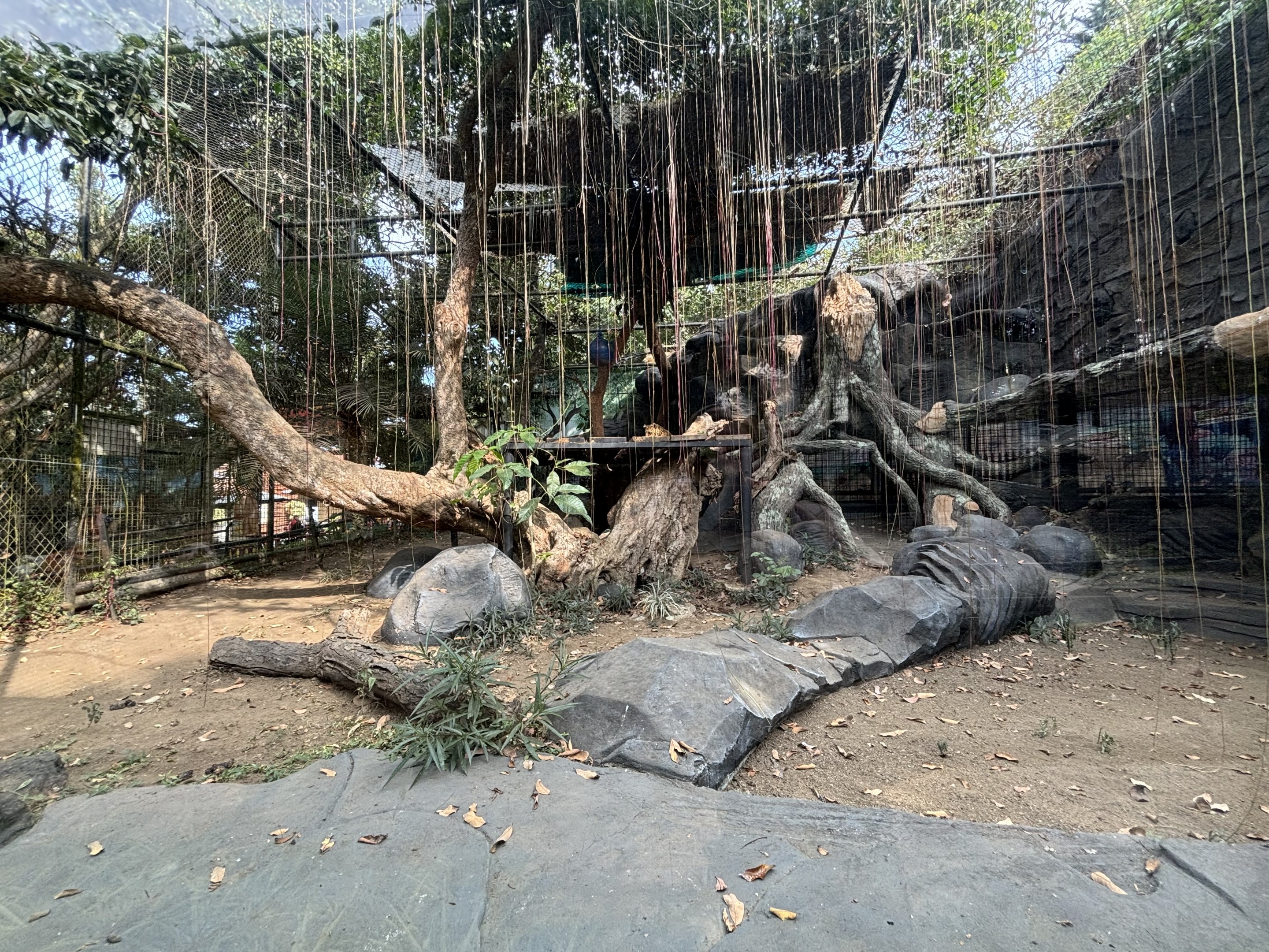 Javan Leopard Exhibit