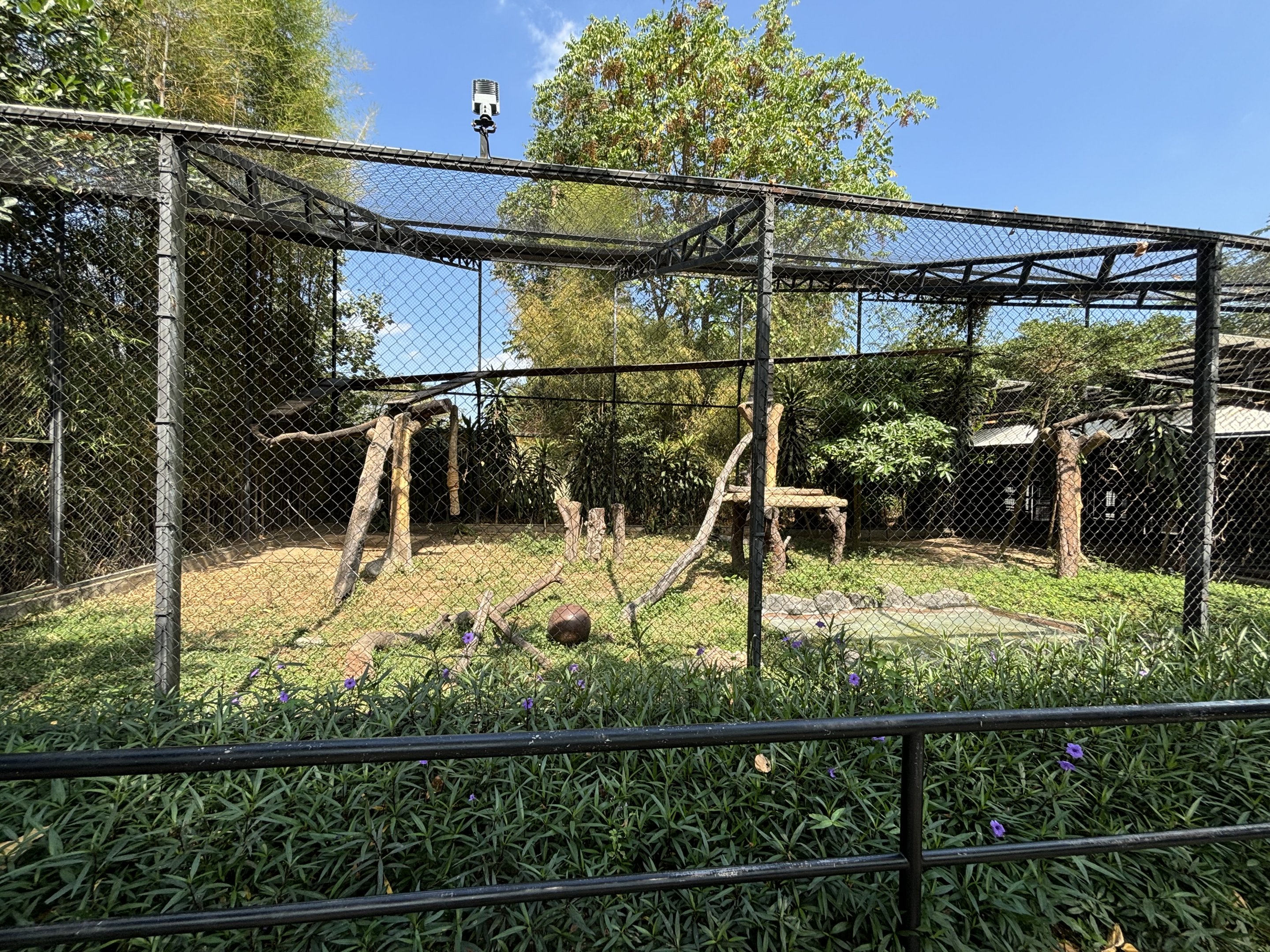 Javan Leopard Exhibit