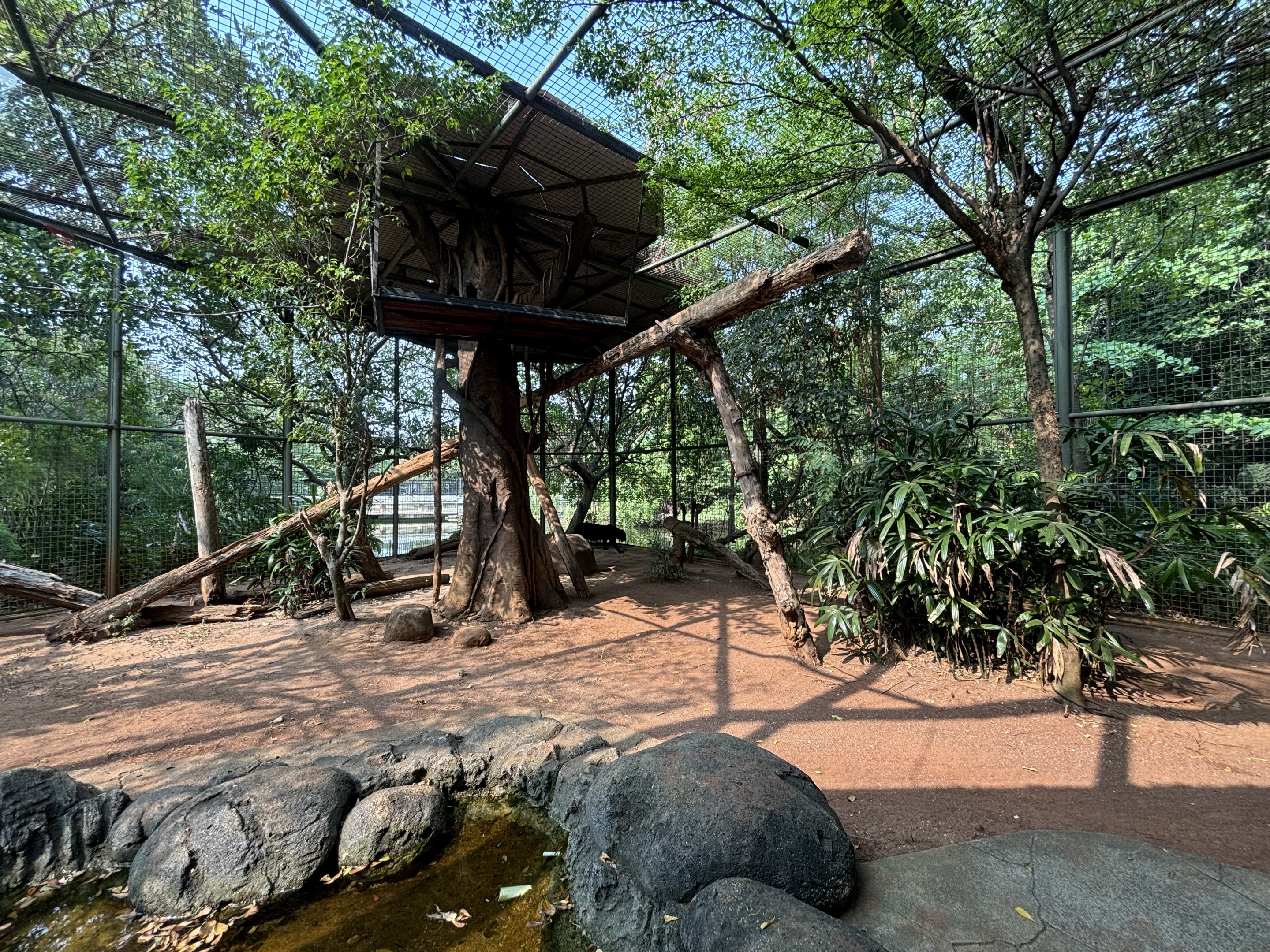 Javan Leopard Exhibit