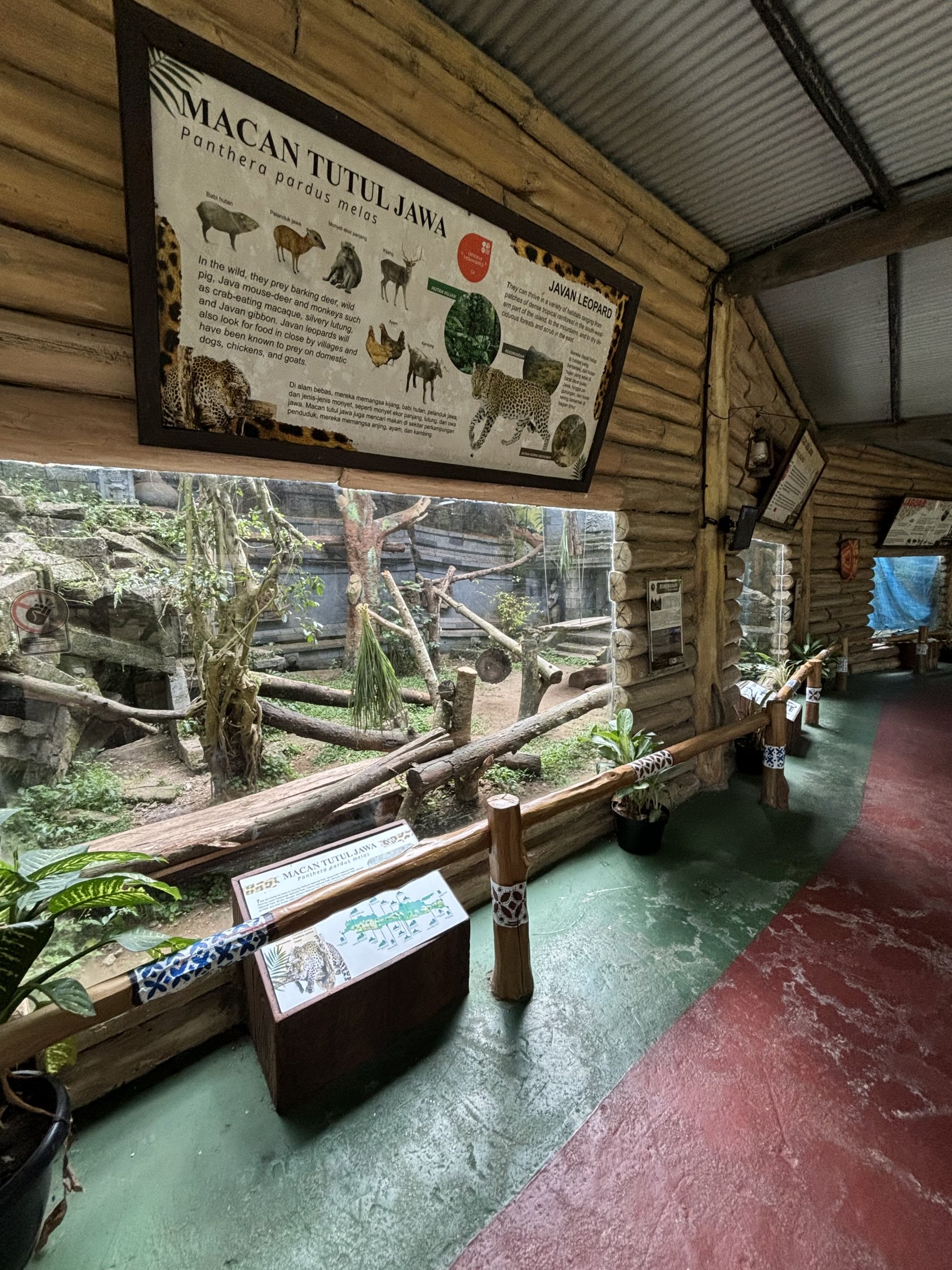 Javan Leopard Exhibit