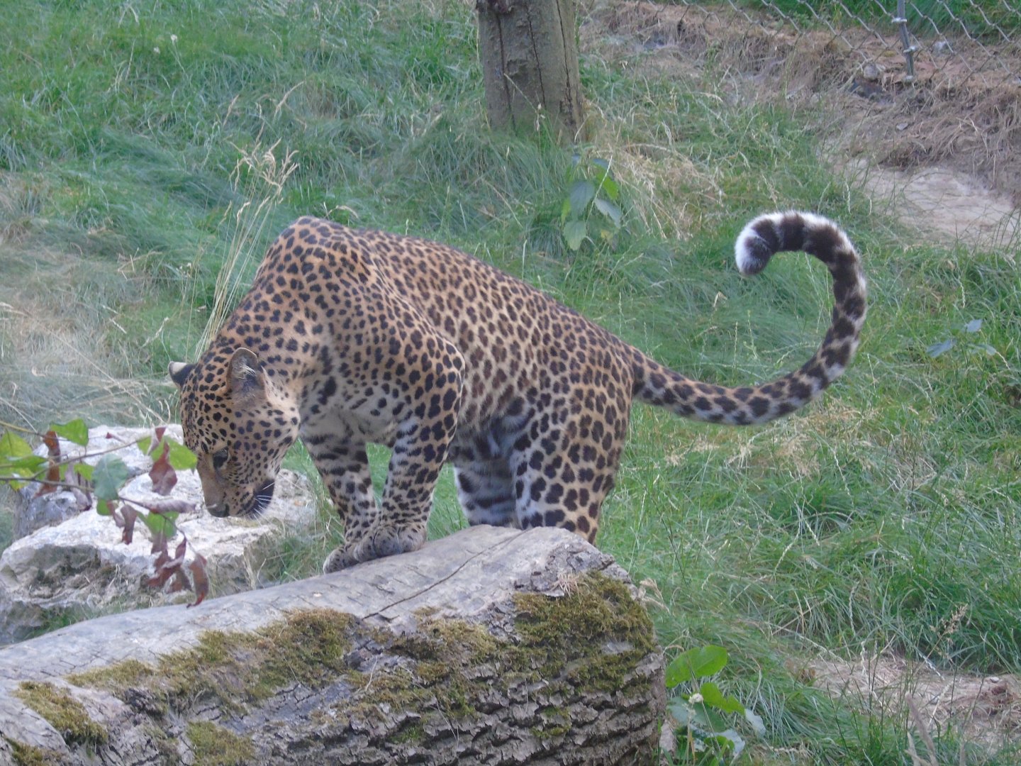 Javan leopard - July 2018