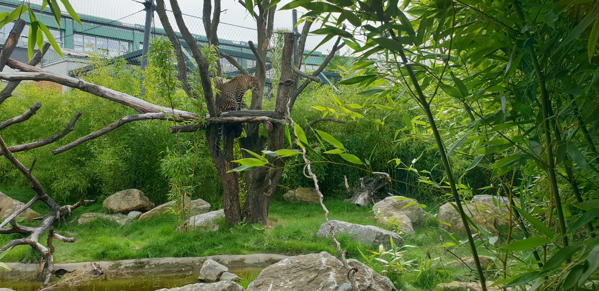 Javan Leopard outdoor ABH