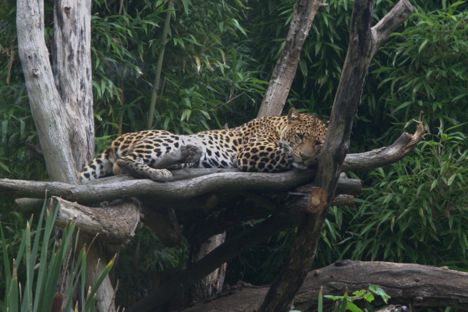 Javan Leopard (Panthera pardus melas), 17-09-25