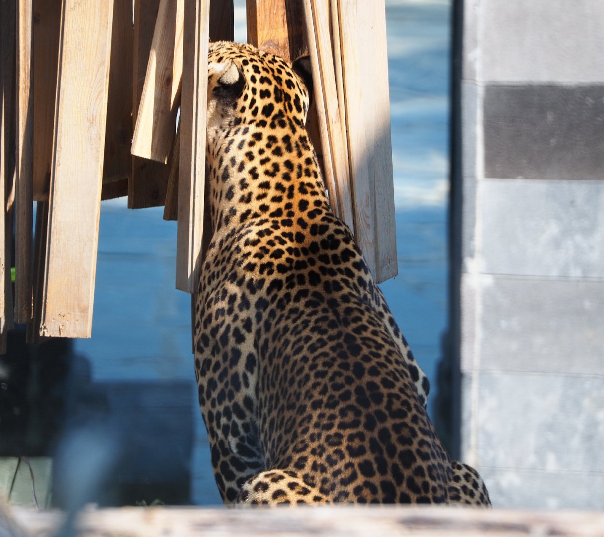 Javan leopard (Panthera pardus melas), 2020-09-02