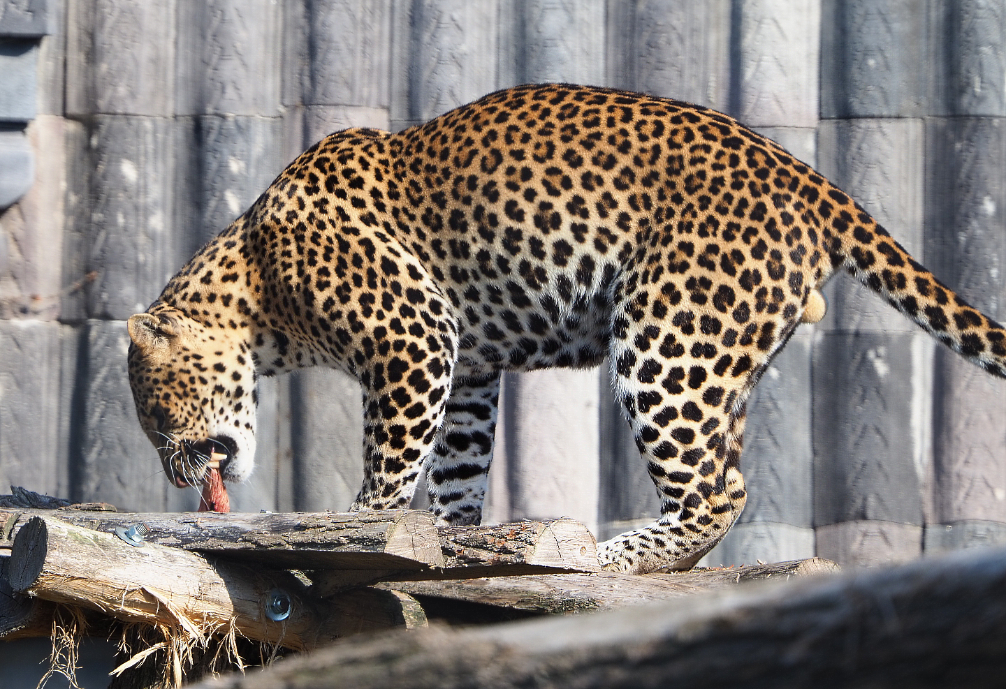 Javan leopard (Panthera pardus melas), 2020-09-02