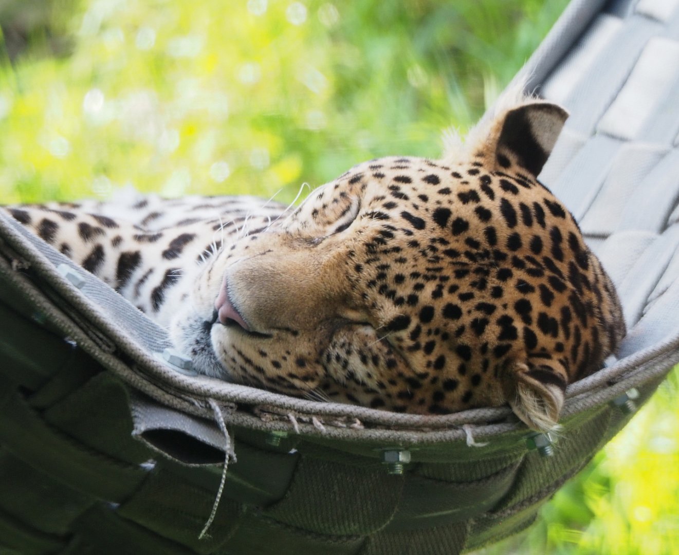 Javan leopard (Panthera pardus melas), 2021-09-02