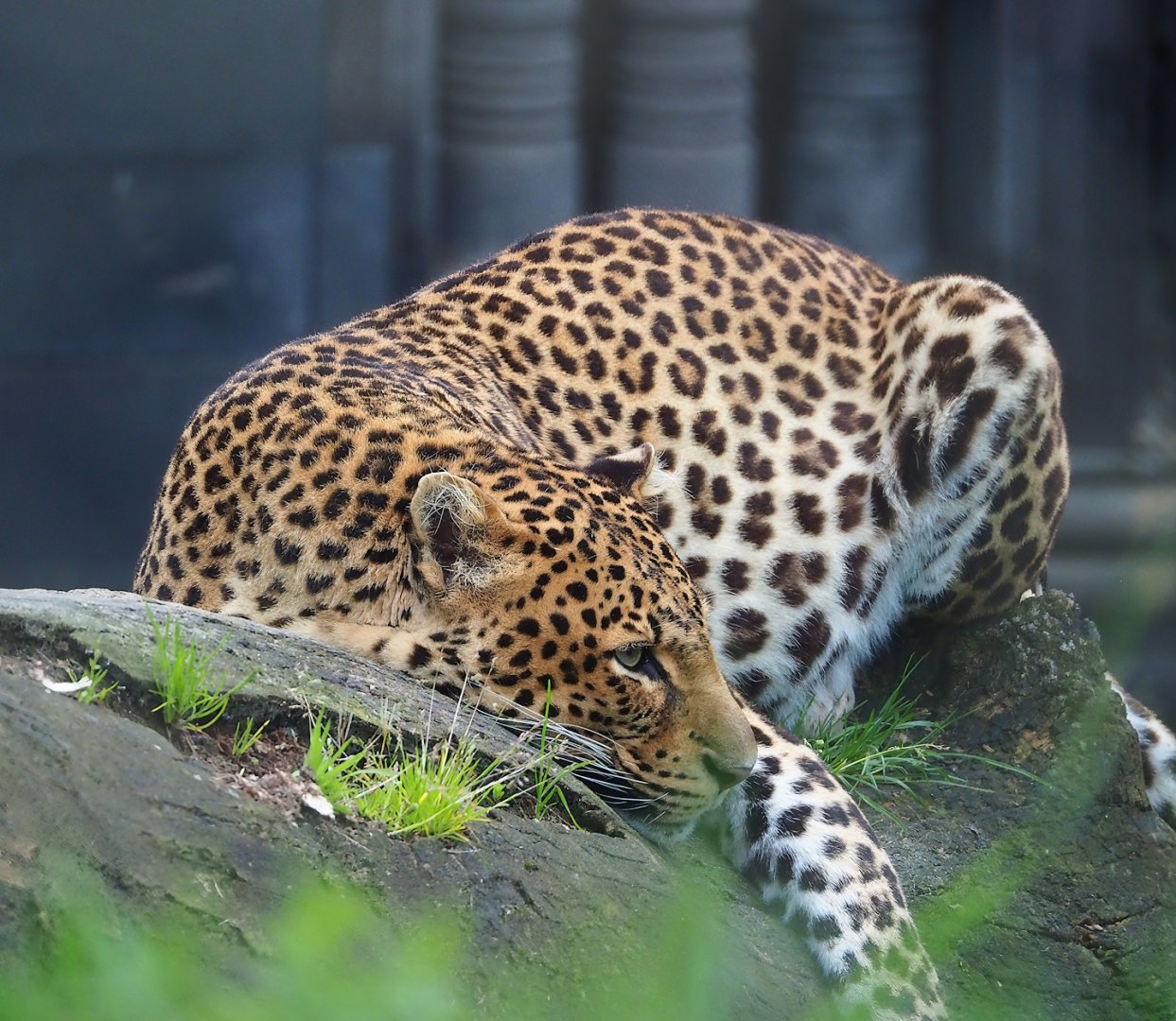 Javan leopard (Panthera pardus melas), 2023-05-15