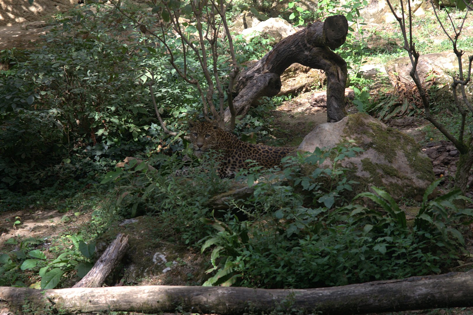 Javan Leopard (Panthera pardus melas), 27-08-25