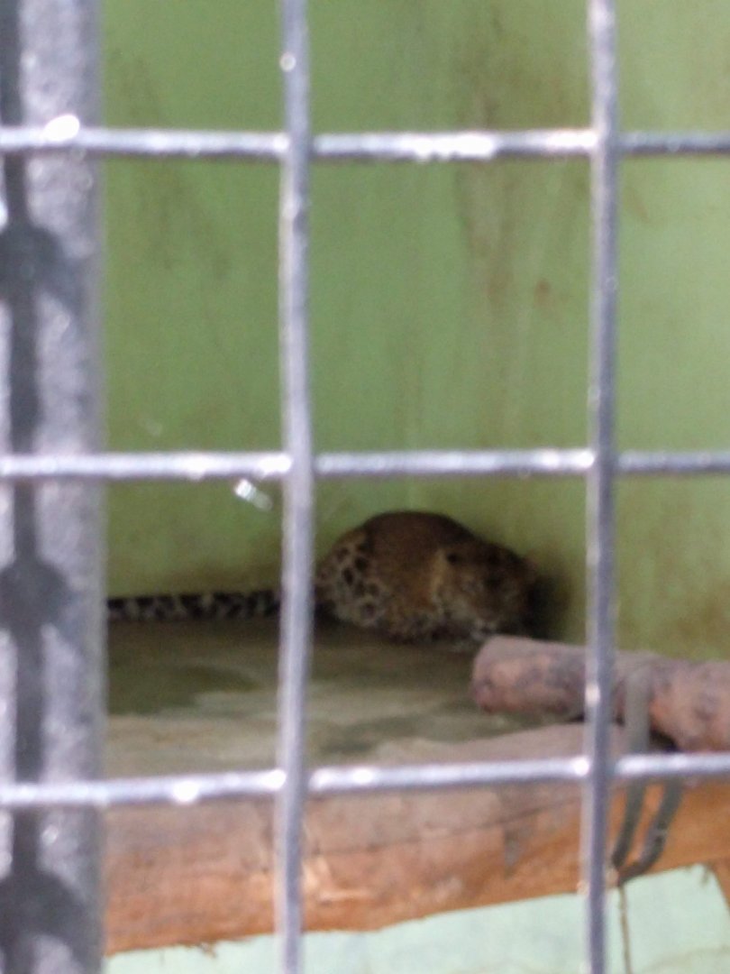 Javan Leopard (Panthera pardus melas) - Taru Jurug Zoo