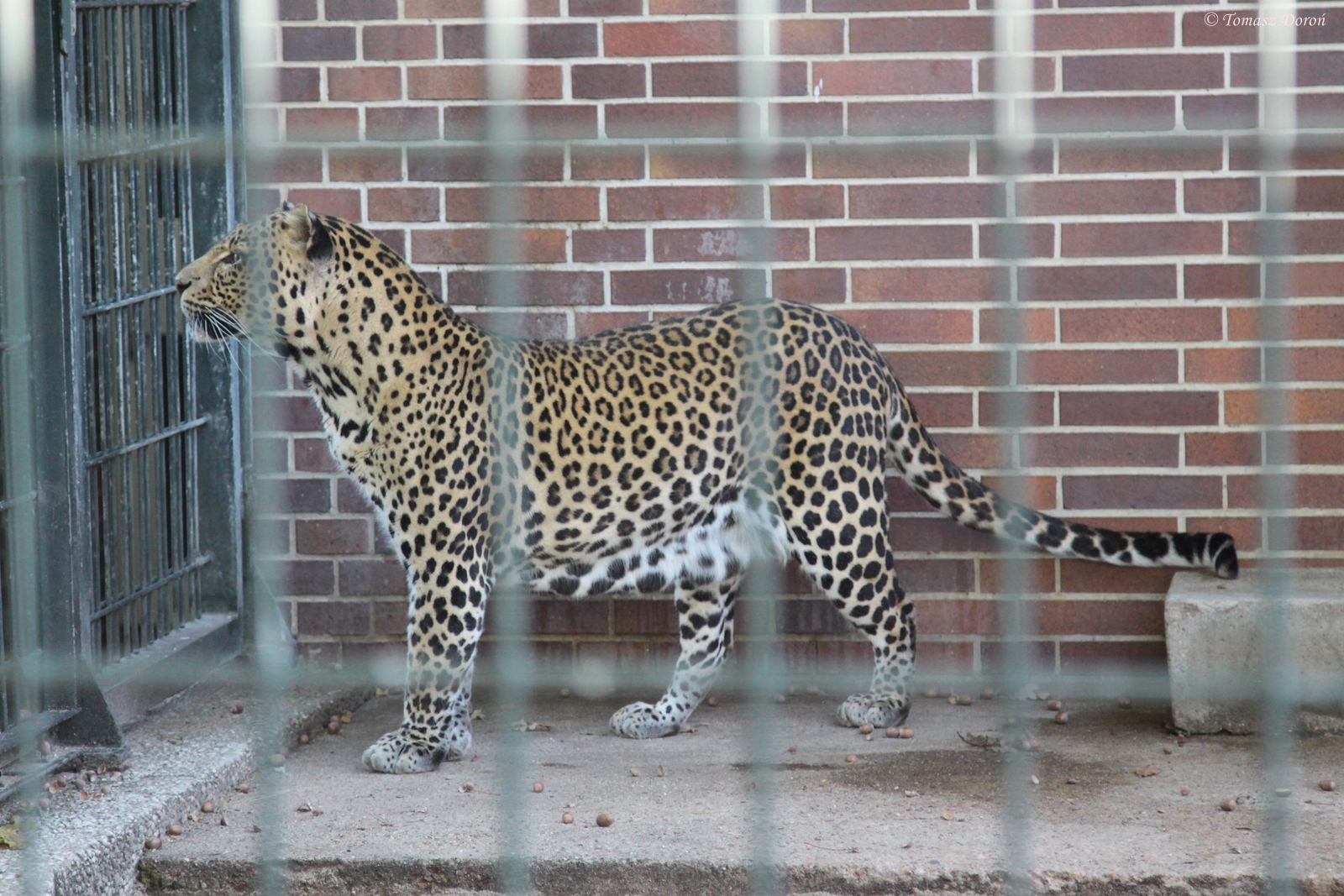 Javan Leopard (Panthera pardus melas)