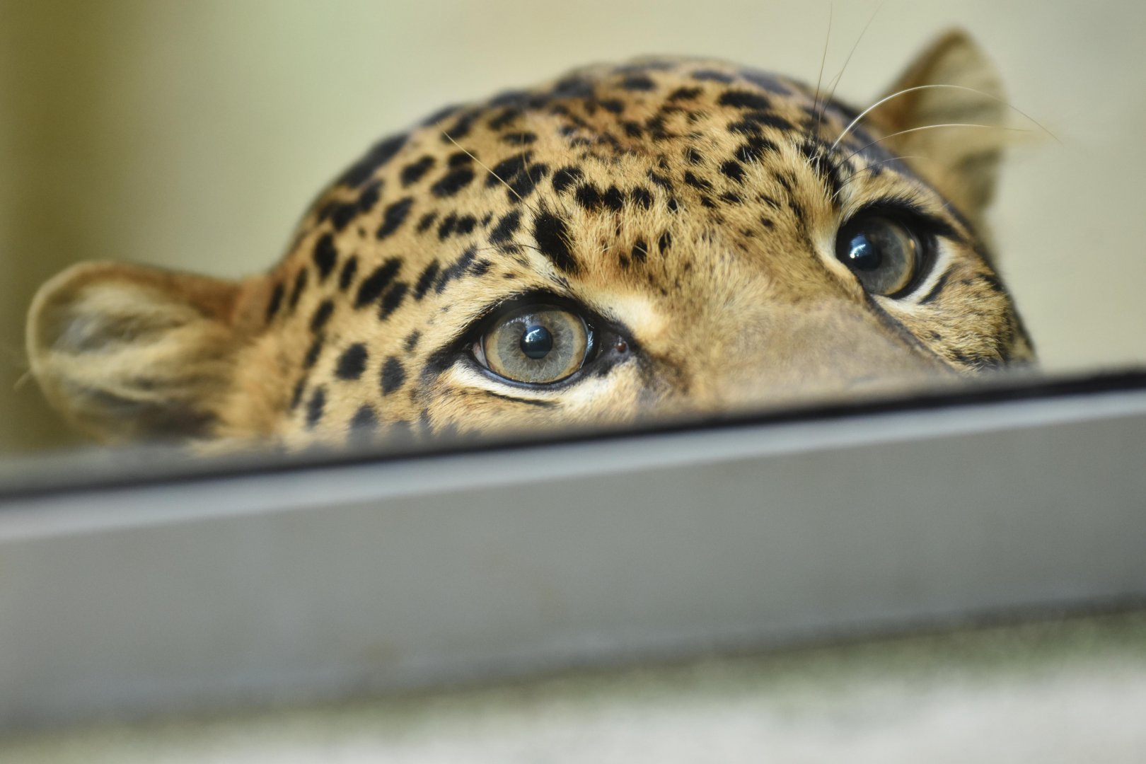 Javan leopard (Panthera pardus melas)