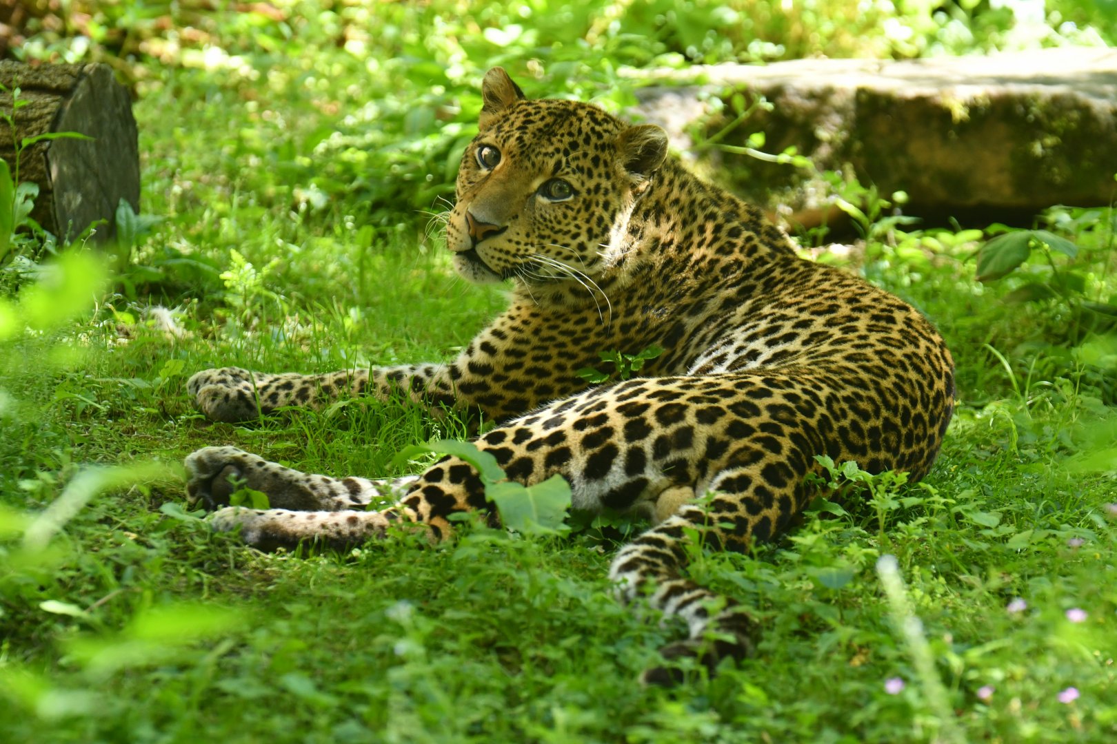Javan leopard (Panthera pardus melas)
