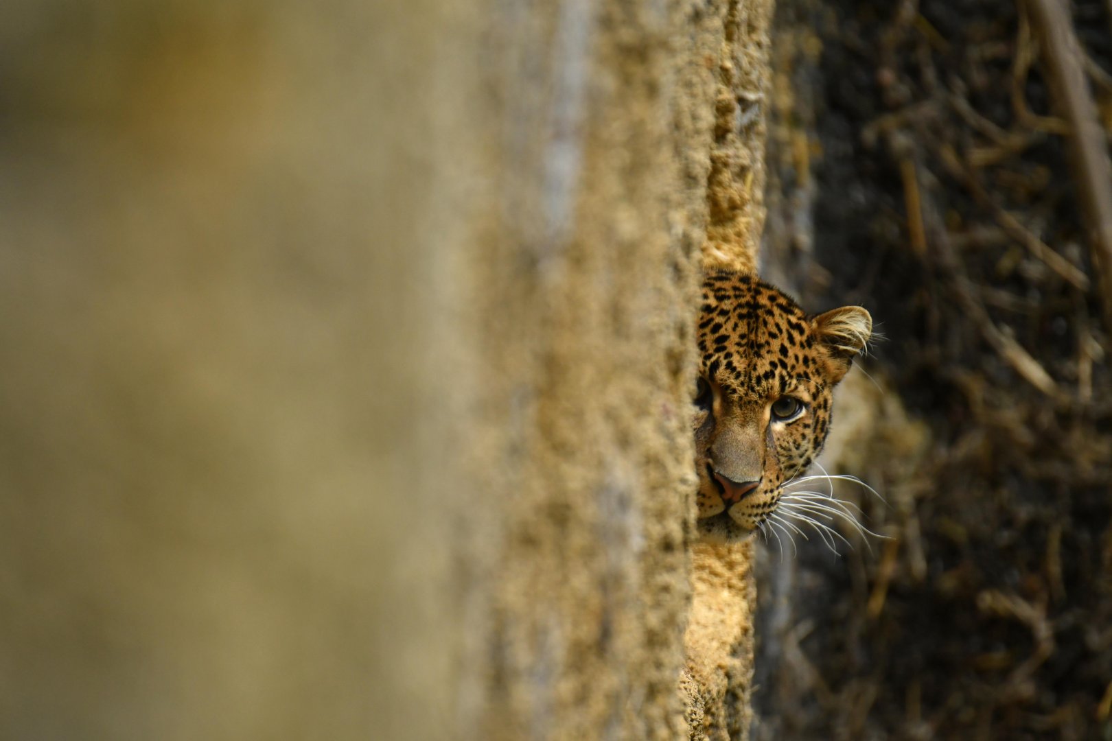 Javan leopard (Panthera pardus melas)