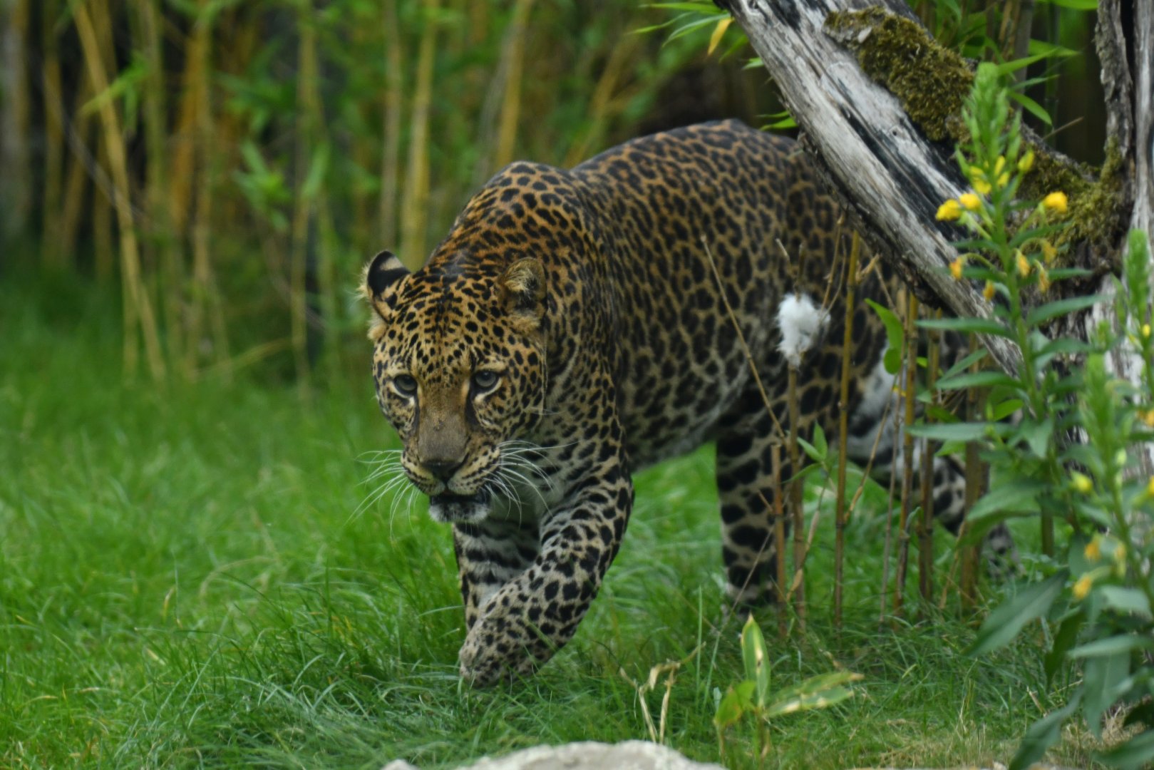 Javan leopard (Panthera pardus melas)