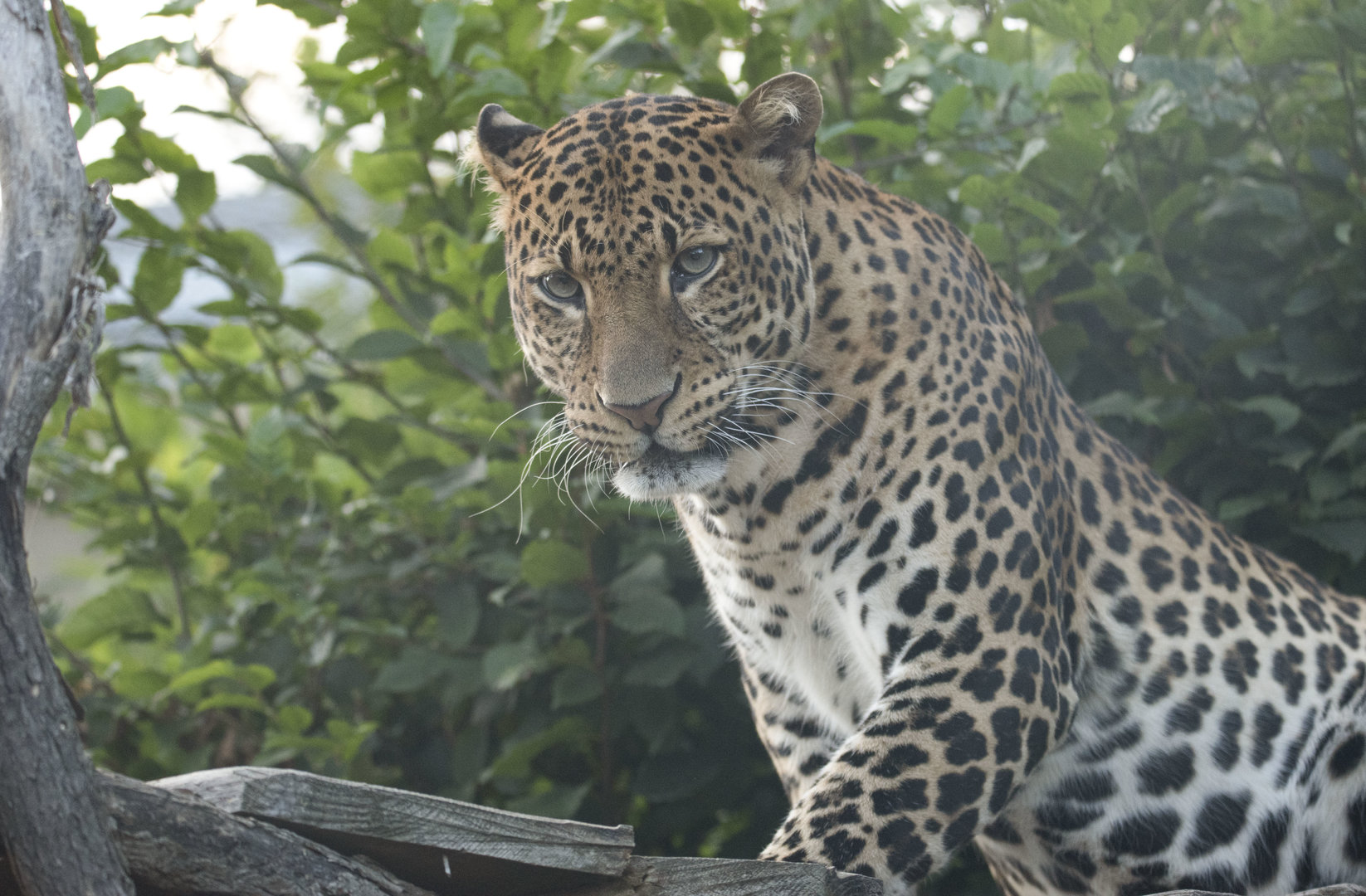 Javan leopard (Panthera pardus melas)