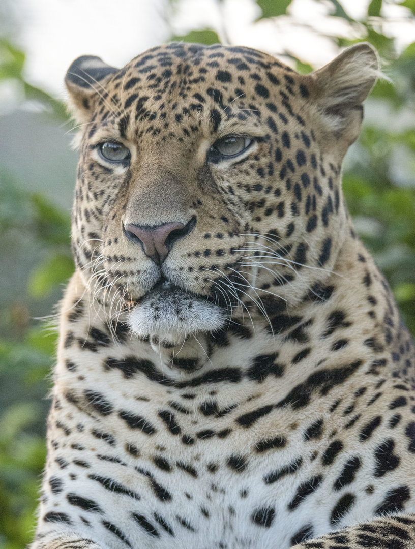 Javan leopard (Panthera pardus melas)