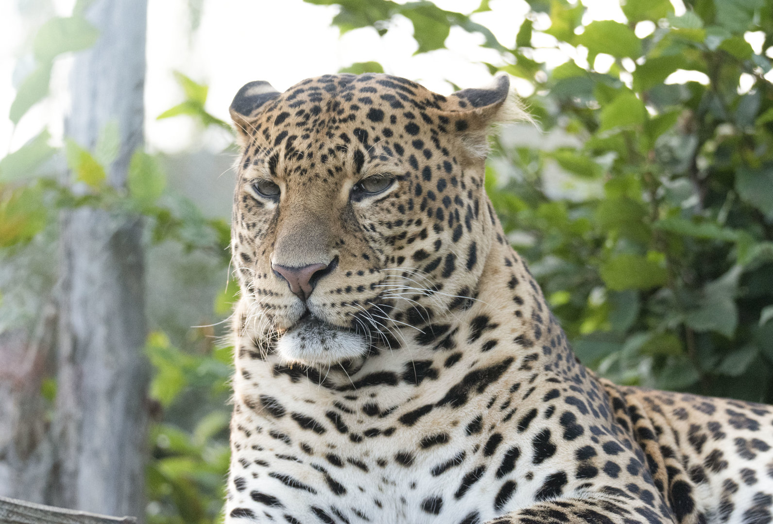 Javan leopard (Panthera pardus melas)
