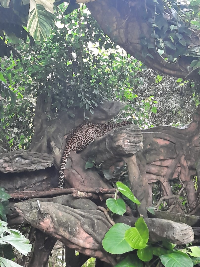 javan leopard (panthera pardus melas)