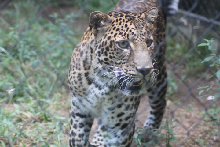 Javan leopard (Panthera pardus melas)