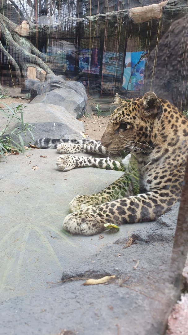 Javan Leopard (Panthera pardus melas)