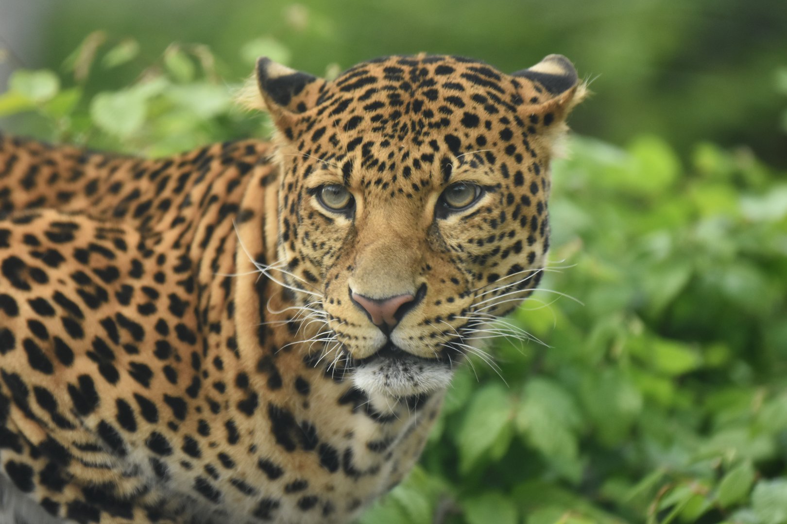 Javan leopard Panthera pardus melas