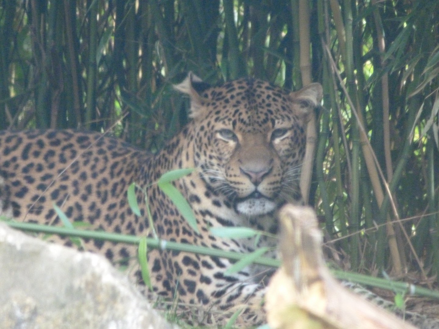 Javan leopard -Tierpark Berlin (2024)