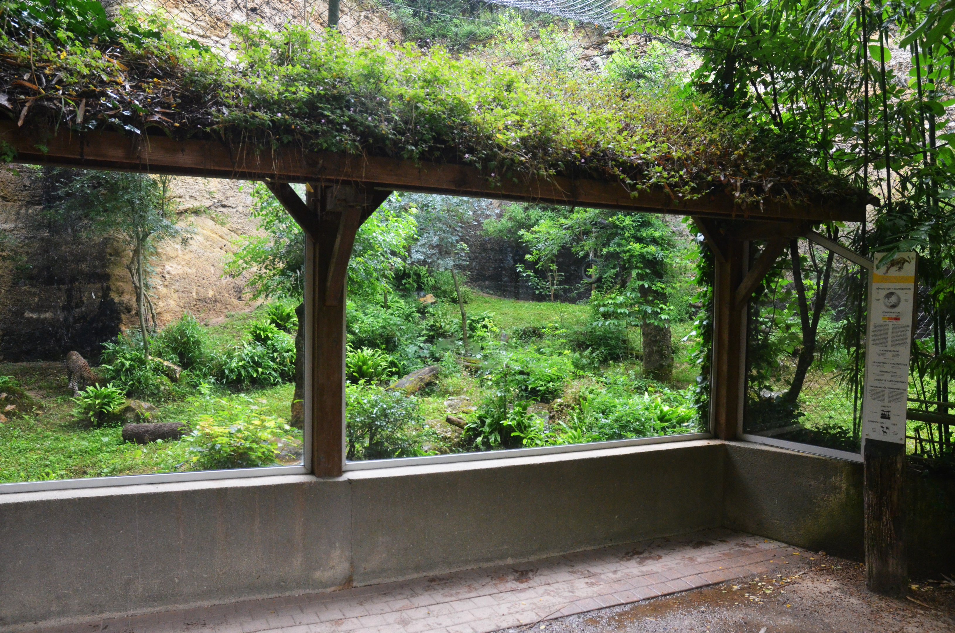 Javan Leopard Viewing at Doué-la-Fontaine, 15/06/18