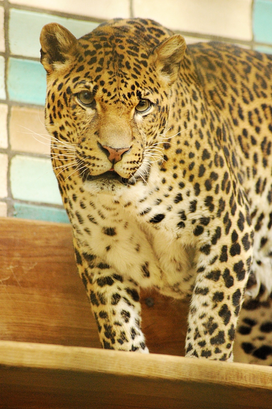 Javan leopard Wuppi