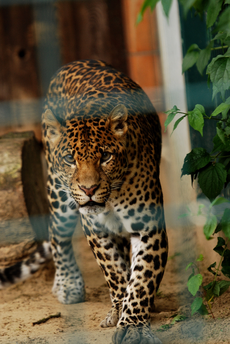 Javan leopard Wuppi