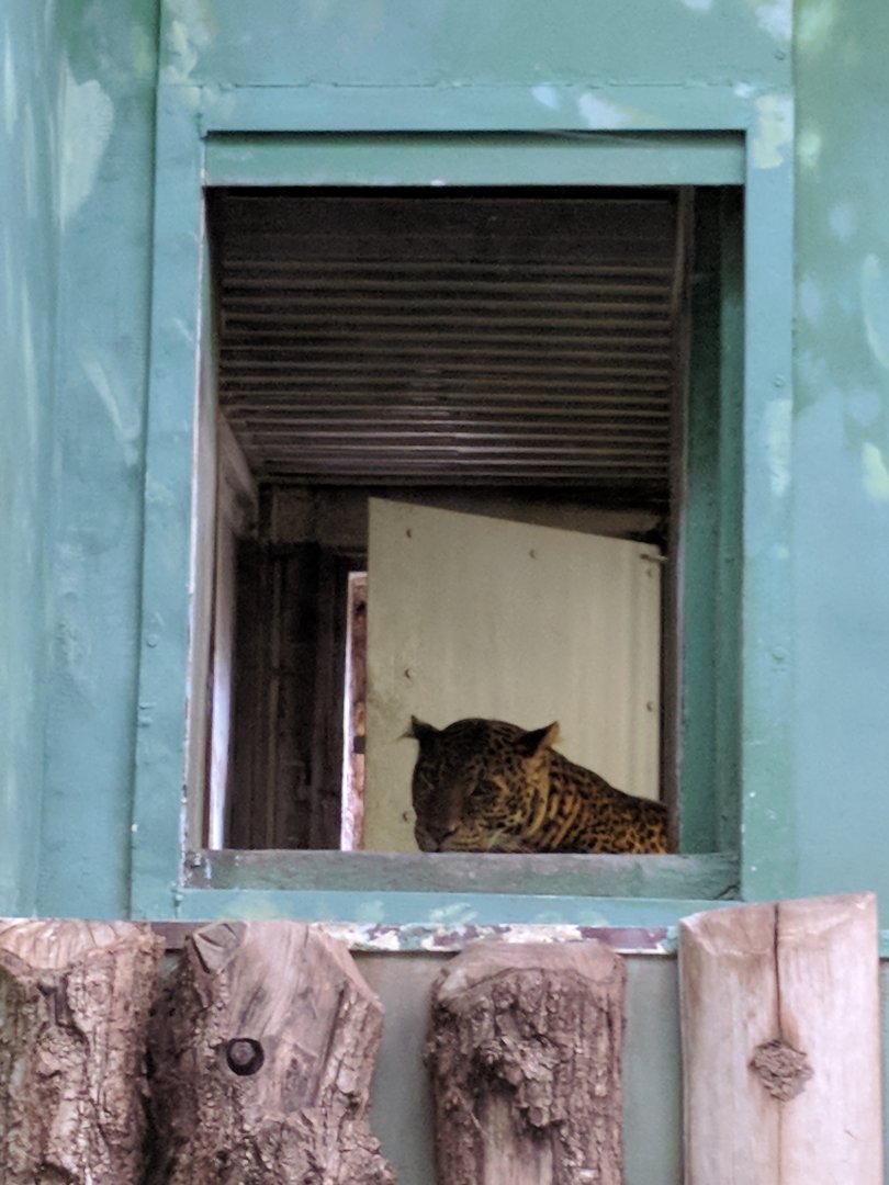 Javan Leopard Zoo Praha 2018