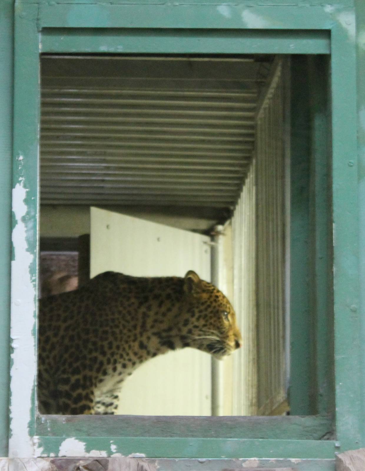 Javan leopard