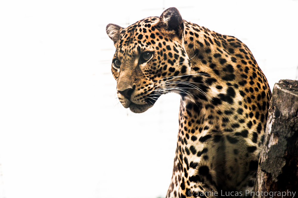 Javan Leopard