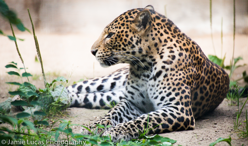 Javan Leopard