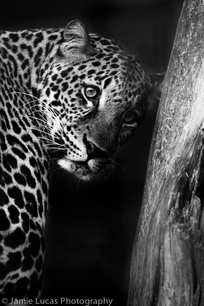 Javan Leopard