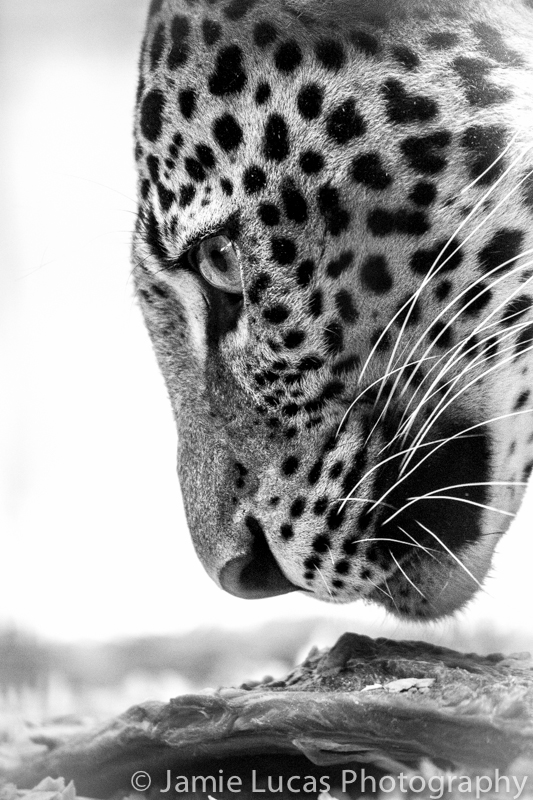 Javan Leopard