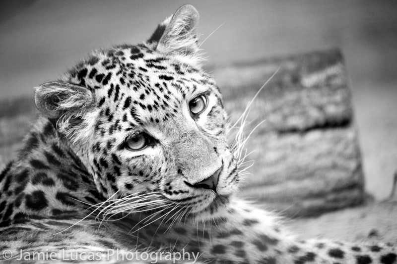 Javan Leopard