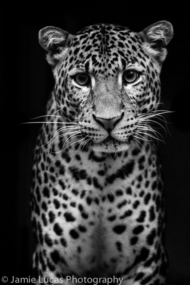 Javan Leopard