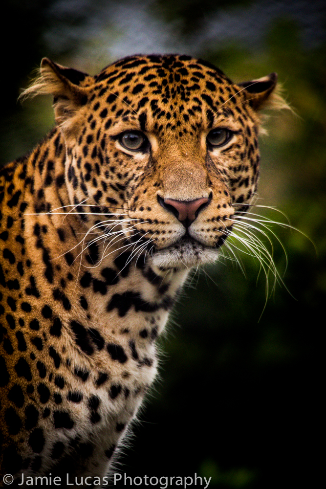 Javan Leopard