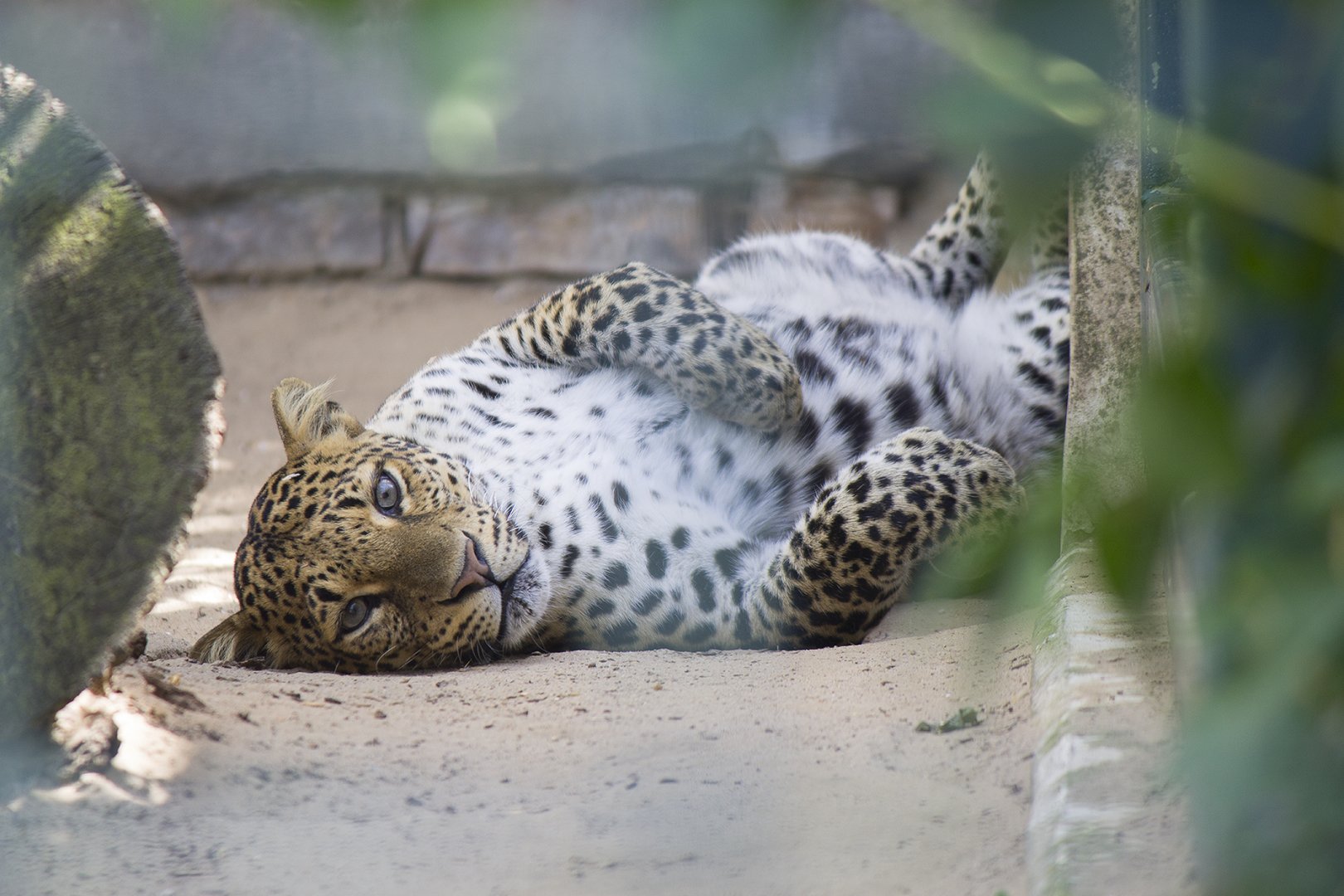 Javan leopard