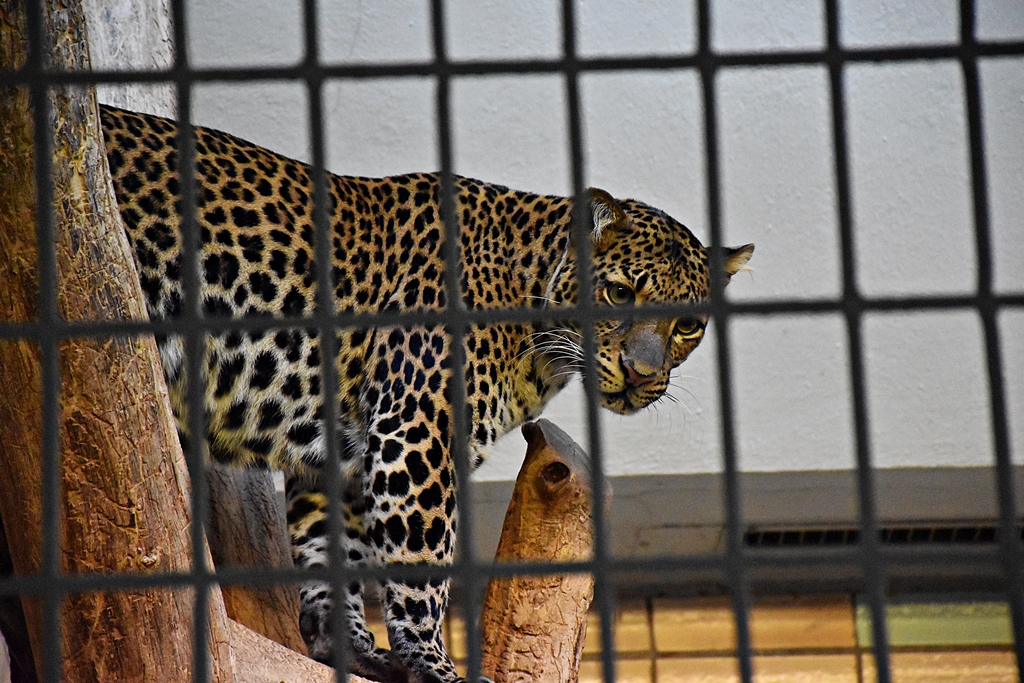 Javan leopard