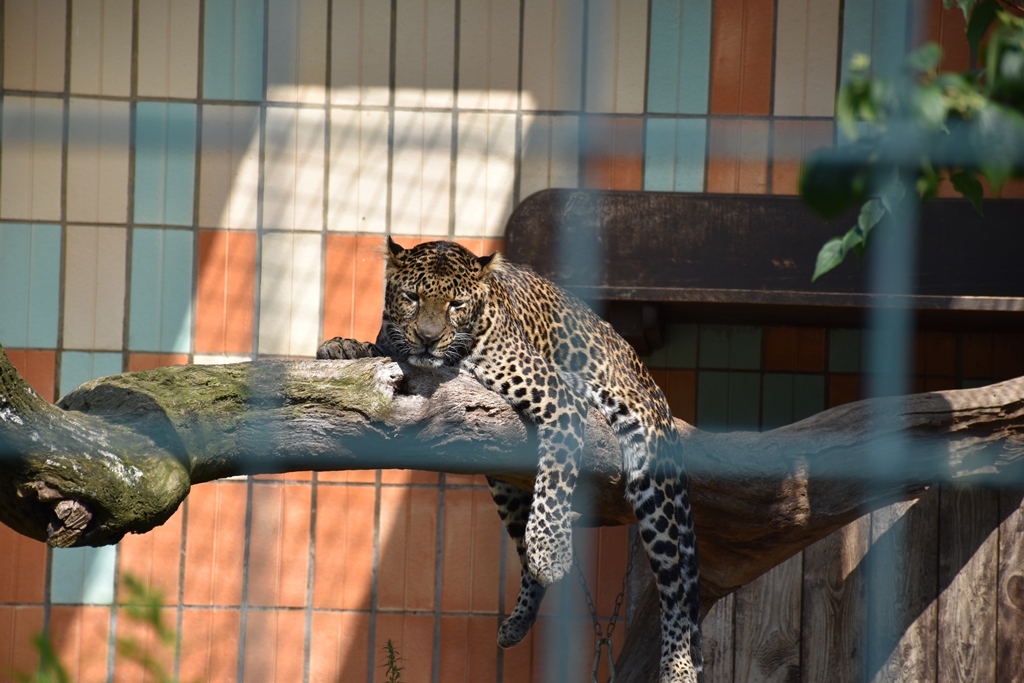 Javan leopard