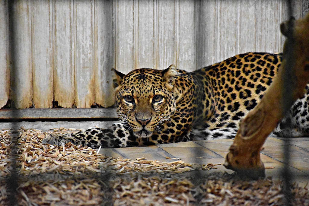 Javan leopard