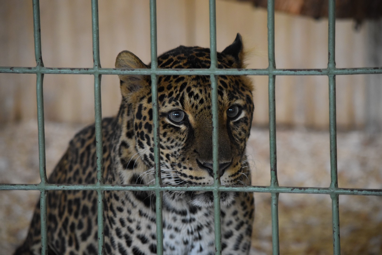 Javan leopard