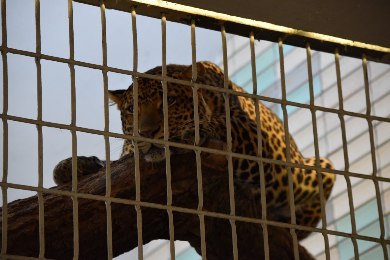 Javan leopard